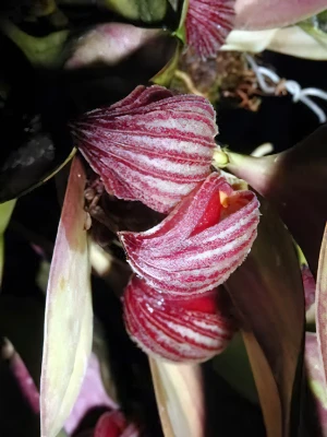 Bild von Pleurothalis sp costarica 2